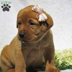 Meadow Brooke, Fox Red Labrador Retriever Puppy